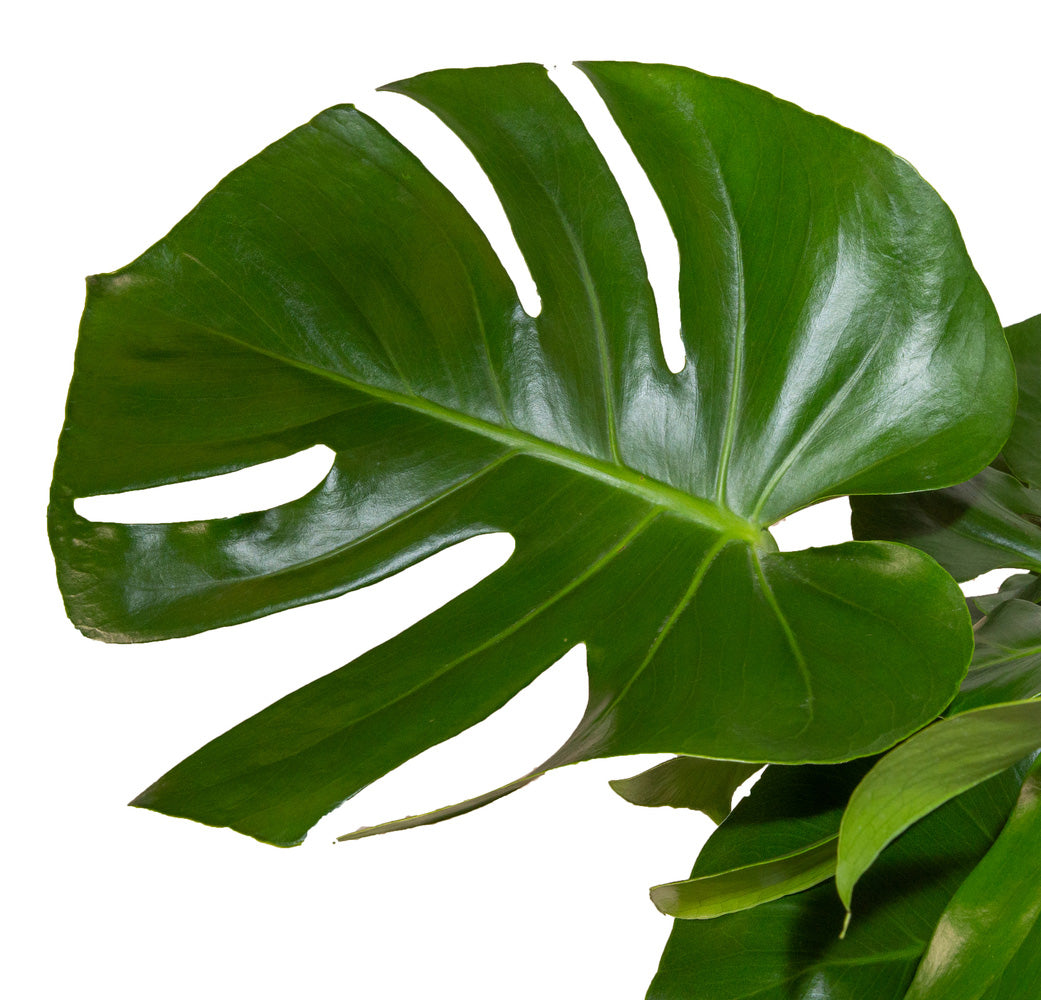 detail image of the monstera deliciosa leaf