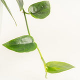 A closeup foliage image of the Black Mamba.