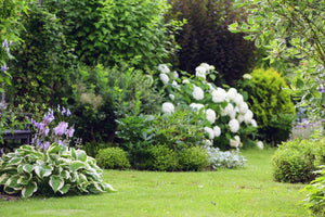 7 Plants You Should Never Plant With Hydrangeas