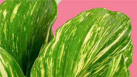 Variegated Kaempferia: Where Rarity Meets Radiance