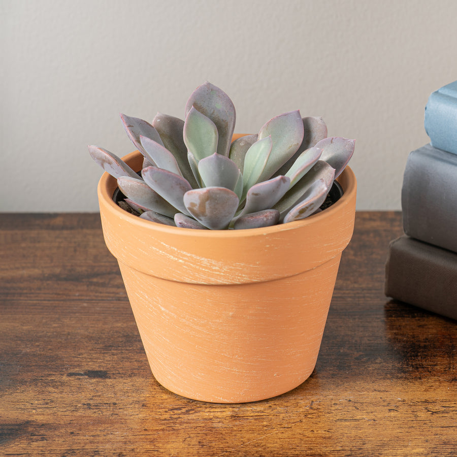 Graptoveria Debbi | small