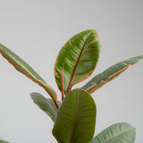 Ficus Ruby | medium