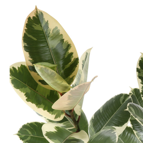 A closeup foliage shot of the Ficus Tineke plant. The plant has beautiful shades of milky white & green colors. 