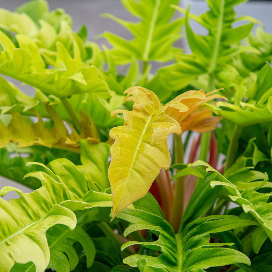 foliage shot of a larger and mature philodendron golden crocodile plant the leaves vary in color and hue from yellow to green there are water droplets on the leaves