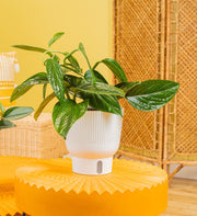 A medium 6in Green Galaxy plant sits on a round bright orange table. The plant has beautiful green foliage with a unique texture on the leaves. It is in a white self-watering decor container. 