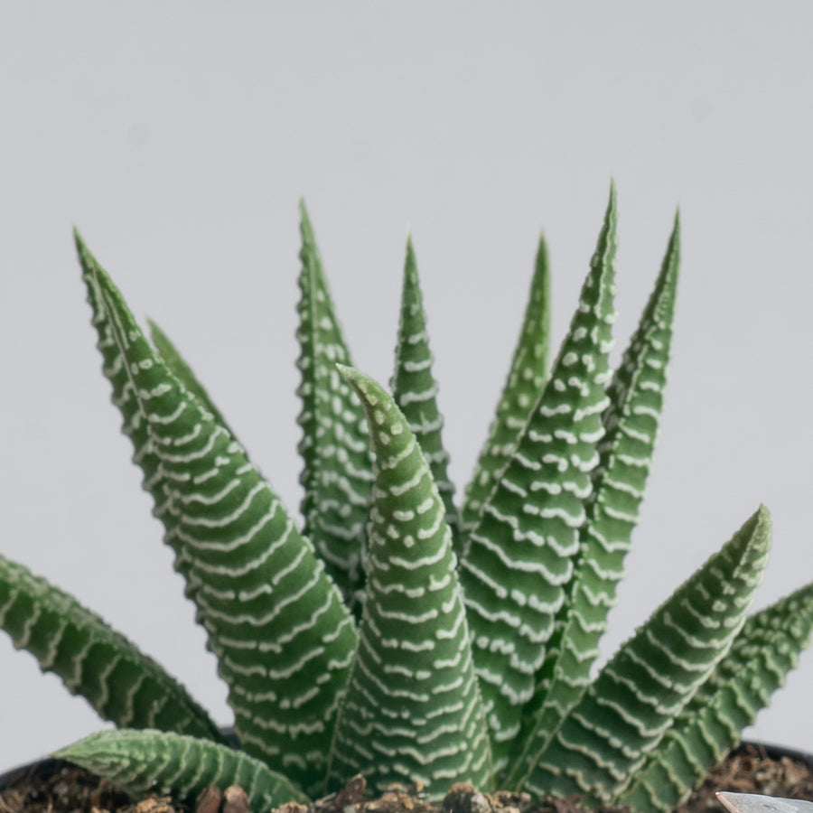 haworthia succulent plant Haworthia Pumila Succulent