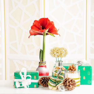 An Amaryllis plant sits in a festive holiday-themed setting. The plant has a beautiful red bloom. 