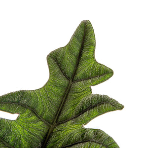 close up detail of the texture and dark green color of alocasia jacklyn leaves