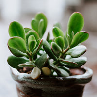 How to care for your Jade plant