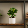 little fiddle leaf fig plant in white mid century modern pot sitting atop a wood and iron shelf in someones home 