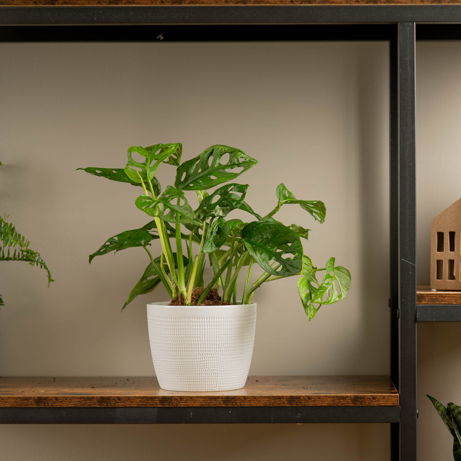 little swiss monstera in textured white pot sitting on a wood and iron shelf in someone home 