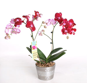 DIY Recipe for Orchid Repotting Mix