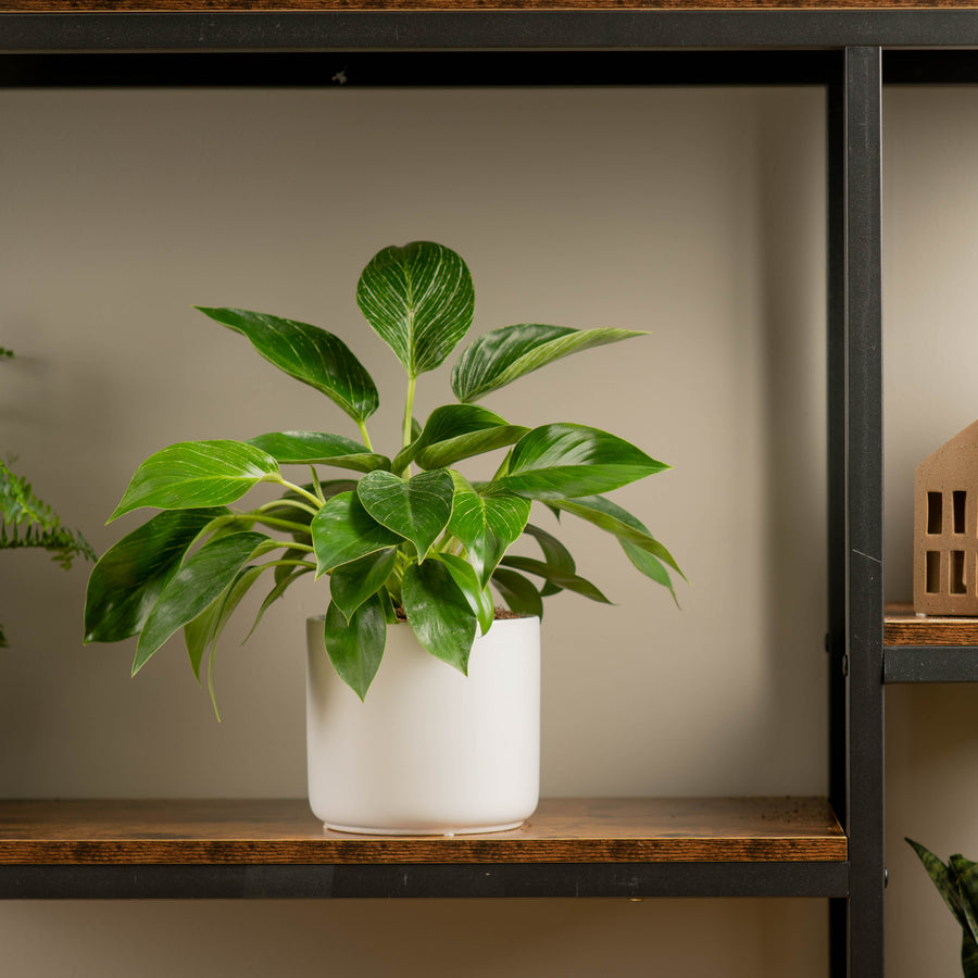 philodendron birkin plant in white mid century modern planter, sitting a top a wood and iron shelf in someones home 