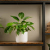 philodendron birkin plant in white mid century modern planter, sitting a top a wood and iron shelf in someones home 