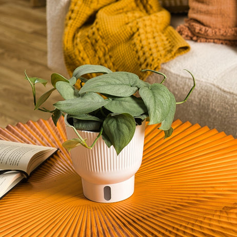 A Platinum Java plant sits on a bright orange coffee table. It is presented in a beautifully decorated living room. 