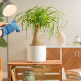 ponytail palm plant sitting on a wooden table as decor in someone brightly lit living room
