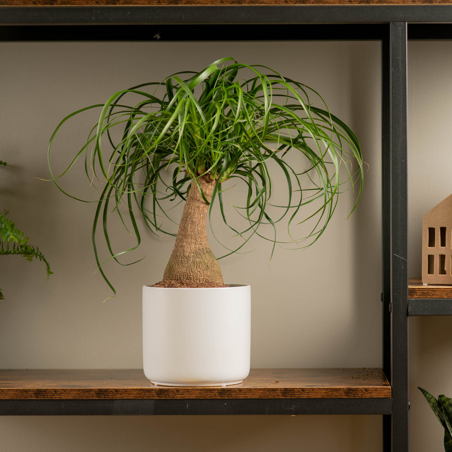 ponytail palm in mid century white pot sitting on a wood and iron shelf in someones home 