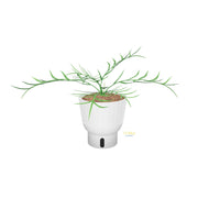 Philodendron Tortum | medium