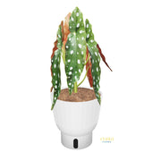 Begonia Maculata | medium
