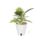 Ficus Tineke | medium