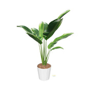 White Bird of Paradise | large
