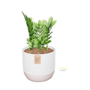 ZZ Plant | medium