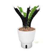 Raven ZZ Zamioculcas ‘Dowon’  | medium