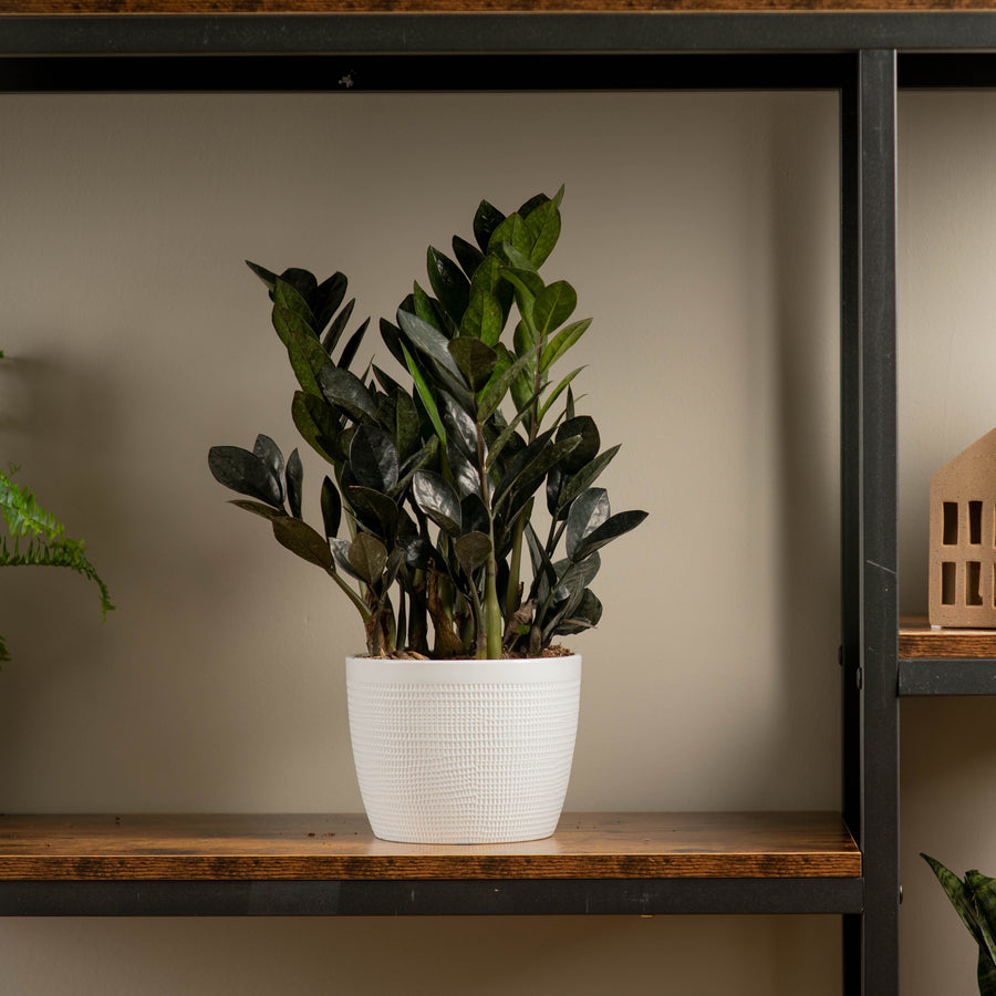 Raven ZZ Zamioculcas ‘Dowon’ in textured white pot, sitting on a wood and iron shelf in someones home