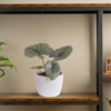 alocasia reginae plant in a textured white pot, sitting atop a wood and iron shelf in someones home