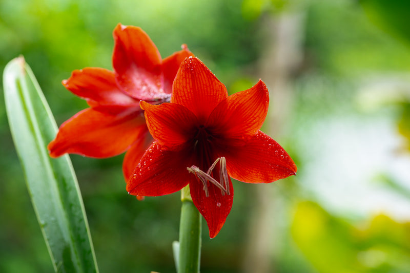 Holiday Bulbs & Seasonal Plants