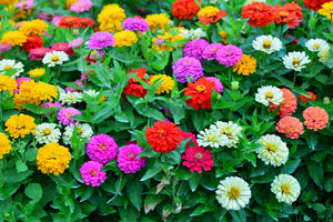 10 Fast-Growing Annuals for a Beautiful Garden in No Time