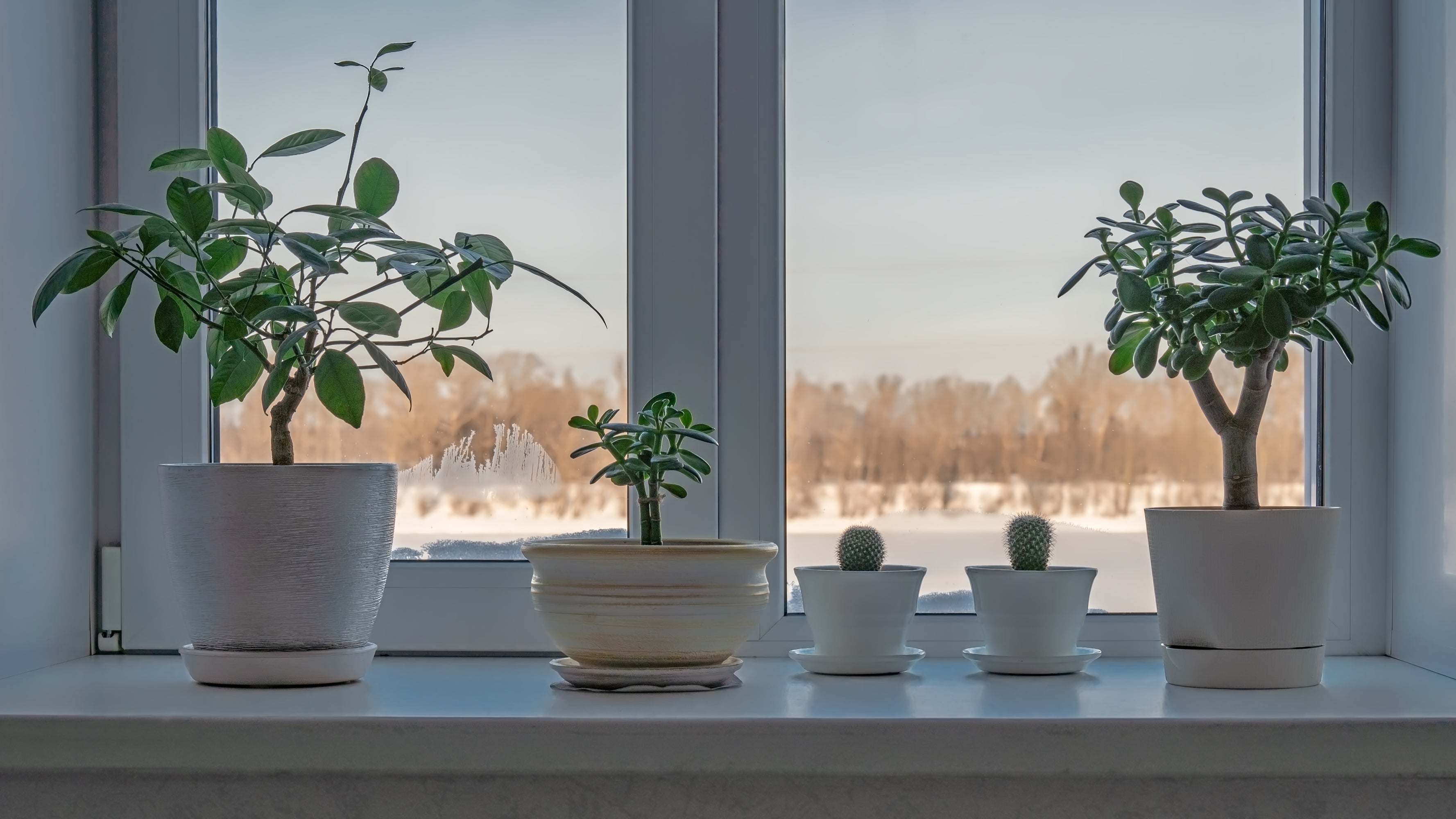 Keeping Houseplants Alive Over Winter