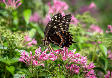 National Pollinator Month Is Here