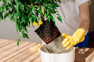 Timing Matters: The Best (and Worst) Time to Repot Your Houseplants