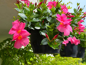 5 Resilient Potted Plants That Thrive with Minimal Effort
