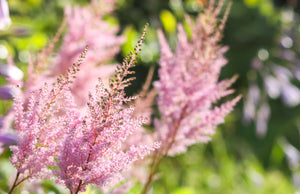 9 Great Companion Plants for Hostas (And a Few to Skip)