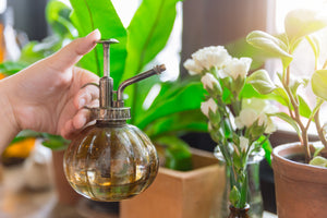 The Best Time to Water Your Plants, According to Horticulturists