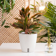 A Siam Aurora plant sits on a white table. The plant has green & red foliage and is in a white self-watering decor container.