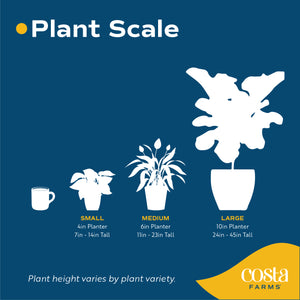 An infographic with the sizes for the plants ranging from small in a 4in planter, medium in a 6in planter, & large in a 10in planter. 