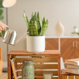 medium snake plant in a white ceramic pot being watered by someone in their brightly lit living room