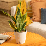 A medium snake plant sits on a bright orange coffee table. 