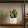 medium snake plant in a white ceramic pot sitting atop a wood and iron shelf in someones home 