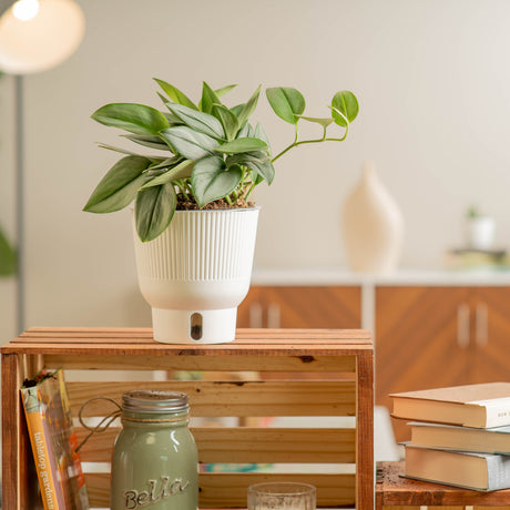 A medium 6in Sterling Silver plant sits on a wooden shelf. The unique leaves grow upwards and have beautiful silvery leaves. It is inside a white self-watering decor container. 