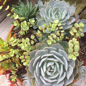 How to Make Dying Succulents Thrive Again