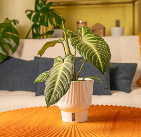 A medium 6in Xanthosoma plant sits on a round bright orange coffee table. The plant has huge, pointed leaves with an interesting green and light green pattern. It is in a white self-watering decor container. A leaf is also shown unfurling in the center of the plant.