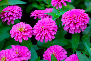 21 Full-Sun Annual Flowers That Bloom All Summer Long