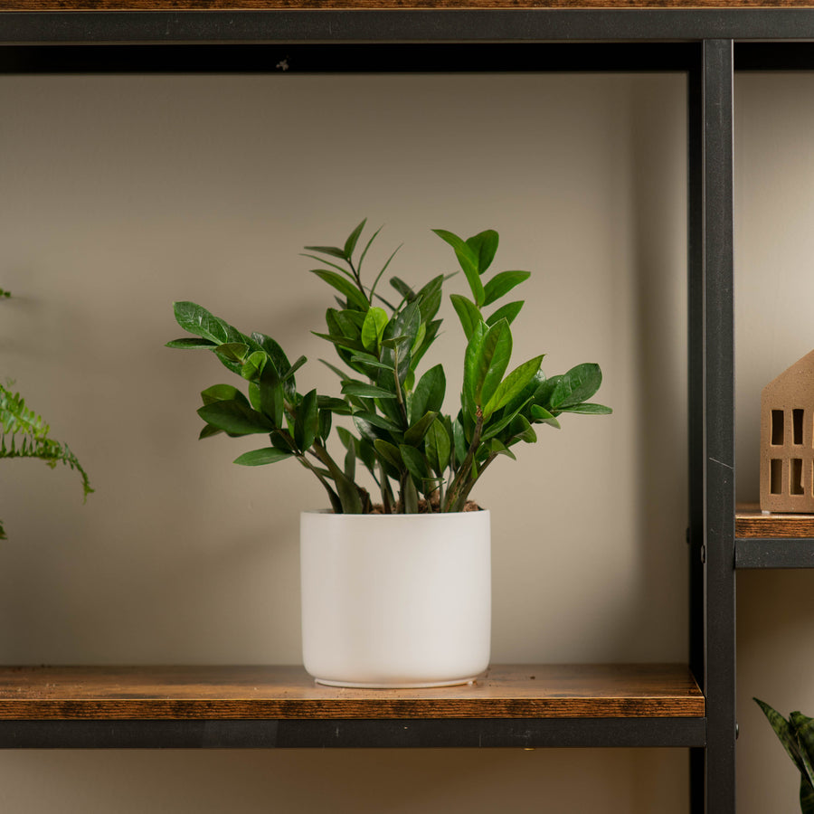 medium zz plant in white mid century pot sitting atop a wooden and iron shelf in someones home 