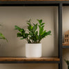 medium zz plant in white mid century pot sitting atop a wooden and iron shelf in someones home 