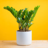 medium zz plant in white mid century modern pot set against a bright yellow background