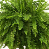 detail view of boston fern leaves